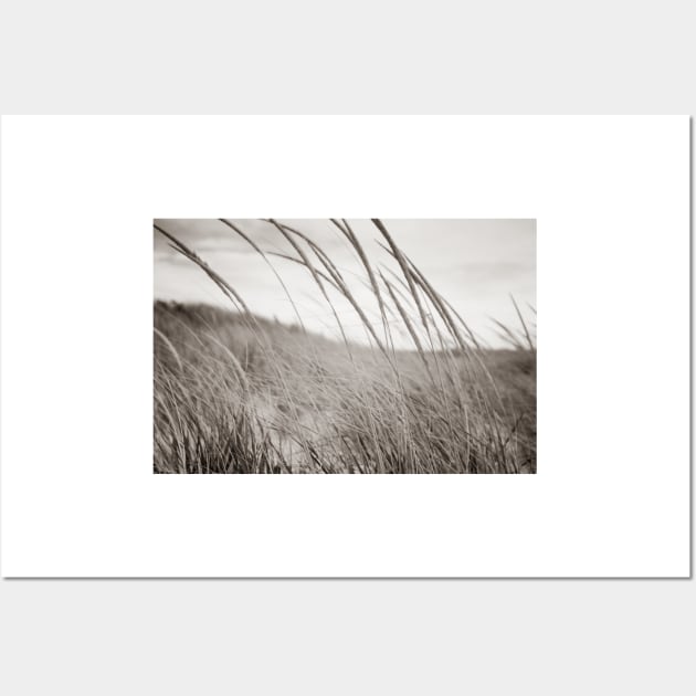 Abstract sepia toned effect Marram grass blowing in wind.  imagine this on a  card or gracing your room as wall art fine art canvas or framed print on your wall Wall Art by brians101